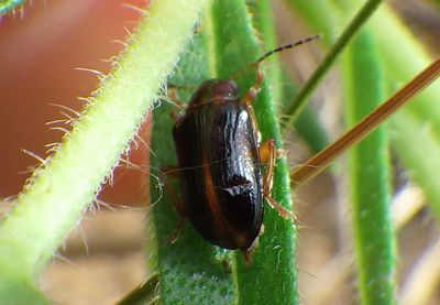 Metachroma angustulum; Leaf Beetle species