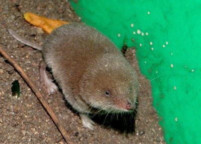Northern Short-tailed Shrew 