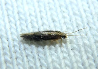 Orthotrichia Microcaddisfly species
