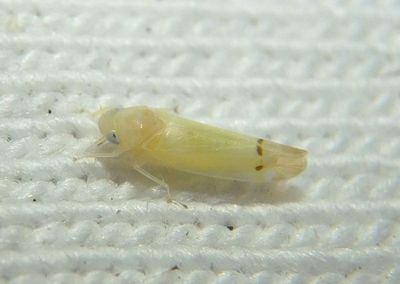 Ossiannilssonola Leafhopper species