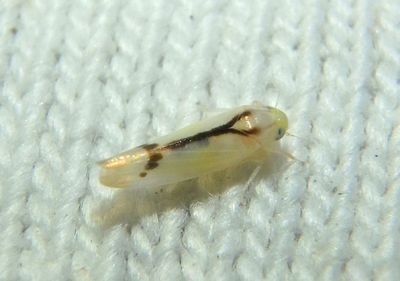 Ossiannilssonola phryne; Leafhopper species