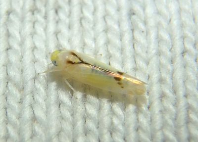 Ossiannilssonola phryne; Leafhopper species