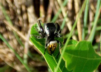 Phidippus insignarius; Jumping Spider species