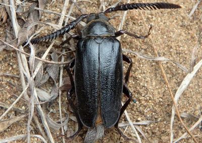 Prionus imbricornis; Tile-horned Prionus; male