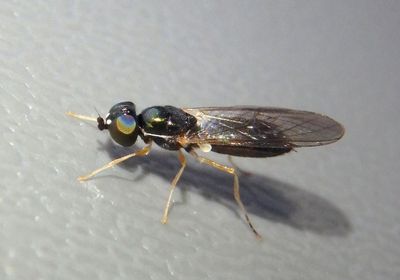 Sargus decorus; Soldier Fly species