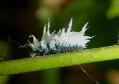 Scymninae Lady Beetle species larva