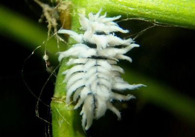 Scymninae Lady Beetle species larva 