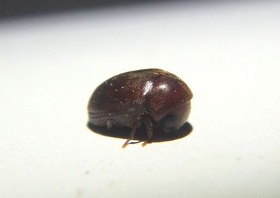 Tricorynus Death-Watch Beetle species