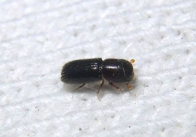 Xyleborinus Bark Beetle species 