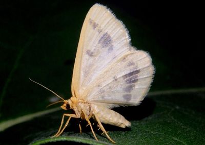 6274 - Speranza ribearia; Currant Spanworm Moth
