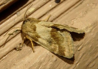 11118 - Schinia obscurata; Flower Moth species