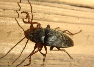 Androchirus erythropus; Comb-clawed Beetle species