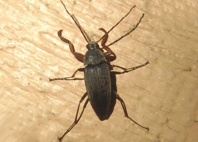 Androchirus erythropus; Comb-clawed Beetle species 