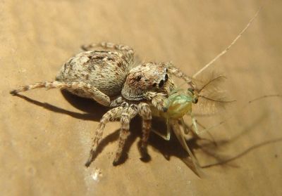 Attulus fasciger; Jumping Spider species; exotic