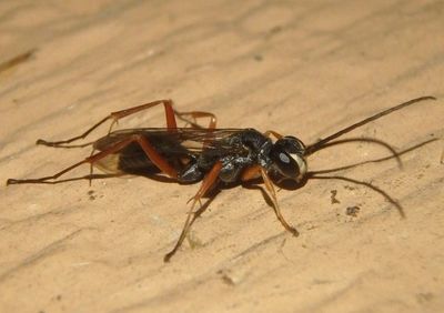 Auplopus mellipes; Mud-nesting Spider Wasp species; male