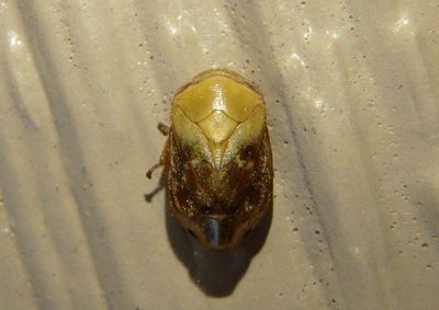 Clastoptera achatina; Pecan Spittlebug
