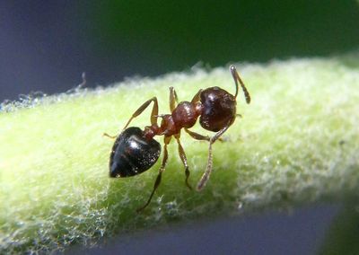 Cremogaster Acrobat Ant species