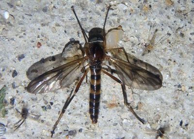 Dialysis fasciventris; Fly species