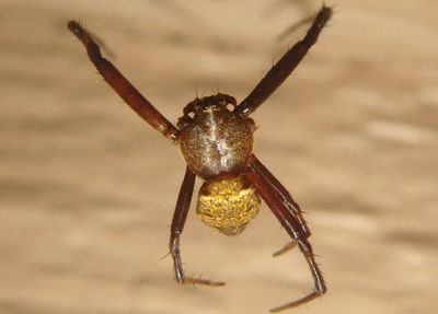 Gea heptagon; Orb Weaver species; male