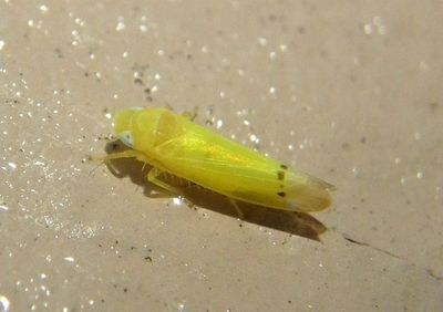 Ossiannilssonola Leafhopper species