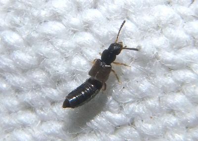 Oxytelini Rove Beetle species