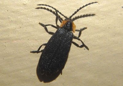 Plateros Net-wing Beetle species