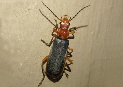 Podabrus tomentosus; Soldier Beetle species