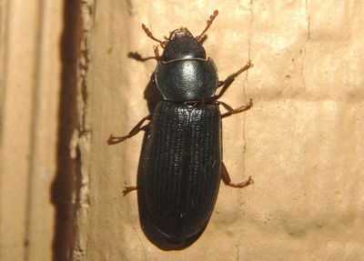 Tenebroides americanus; Bark-gnawing Beetle species