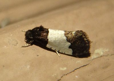 0319 - Kearfottia albifasciella; Clothes Moth species