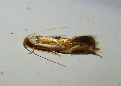 0462 - Philonome clemensella; Clothes Moth species