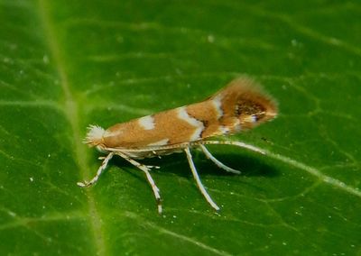 0803-0841 - Cameraria Leaf Blotch Miner Moth species