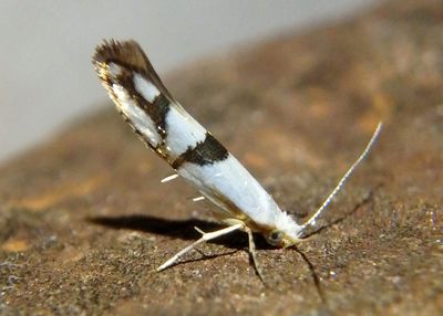 2467 - Argyresthia oreasella; Cherry Shoot Borer Moth