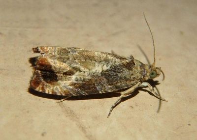 2803 - Olethreutes merrickana; Tortricid Moth species