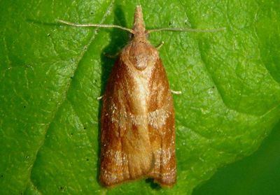 3716 - Cenopis diluticostana; Spring Dead-leaf Roller