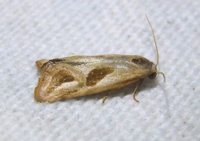 3763 - Eugnosta bimaculana; Two-spotted Eugnosta