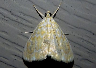 4869 - Glaphyria glaphyralis; Common Glaphyria Moth