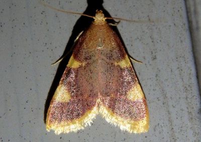 5524 - Hypsopygia costalis; Clover Hayworm Moth 