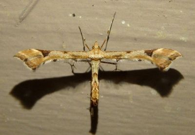 6109 - Platyptilia carduidactyla; Artichoke Plume Moth