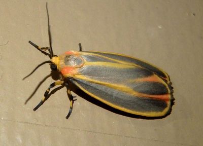 8090 - Hypoprepia fucosa; Painted Lichen Moth 