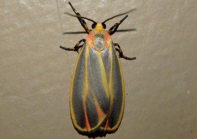 8090 - Hypoprepia fucosa; Painted Lichen Moth