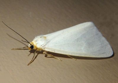 8107-8112 - Haploa Tiger Moth species