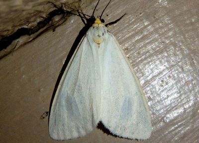8107-8112 - Haploa Tiger Moth species 