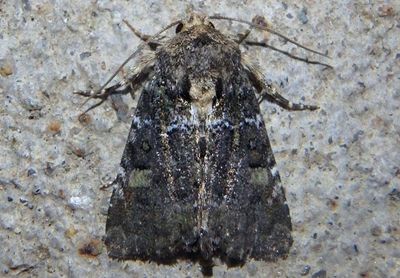 9402 - Oligia chlorostigma; Dart Moth species
