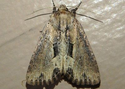 9433 - Xylomoia chagnoni; Chang Borer Moth