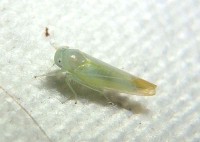 Alebra Leafhopper species