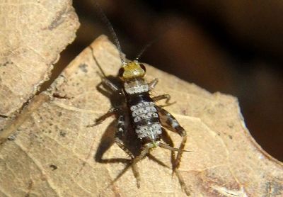 Allonemobius maculatus; Spotted Ground Cricket nymph