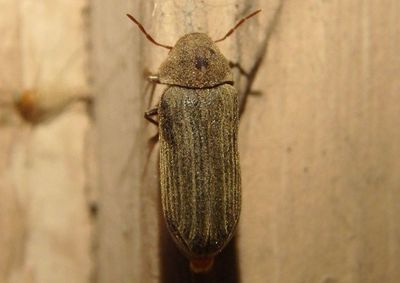 Anobiinae Death-Watch Beetle species 