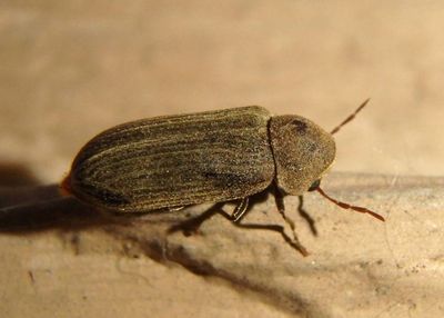 Anobiinae Death-Watch Beetle species