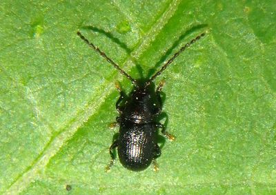 Aulacothorax copalina; Flea Beetle species