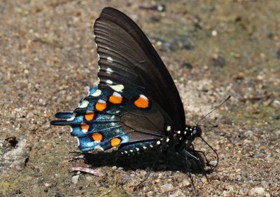 Battus philenor; Pipevine Swallowtail 
